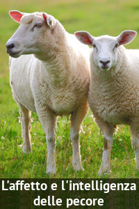 Copertina del video: L'affetto e l'intelligenza delle pecore