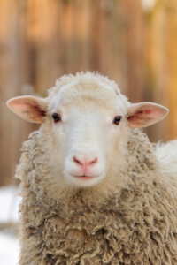Copertina del video: Estratto di Dominion - Allevamento delle pecore