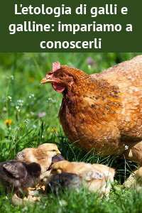 Copertina del video: L'etologia di galli e galline: impariamo a conoscerli