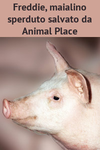 Copertina del video: Freddie, maialino sperduto e salvato da Animal Place