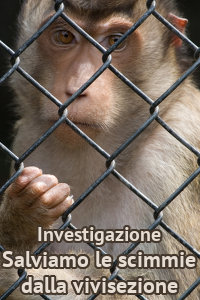 Copertina del video: Salviamo le scimmie dalla vivisezione