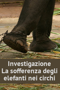 Copertina del video: La sofferenza degli elefanti nei circhi